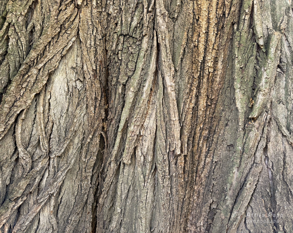 tree bark