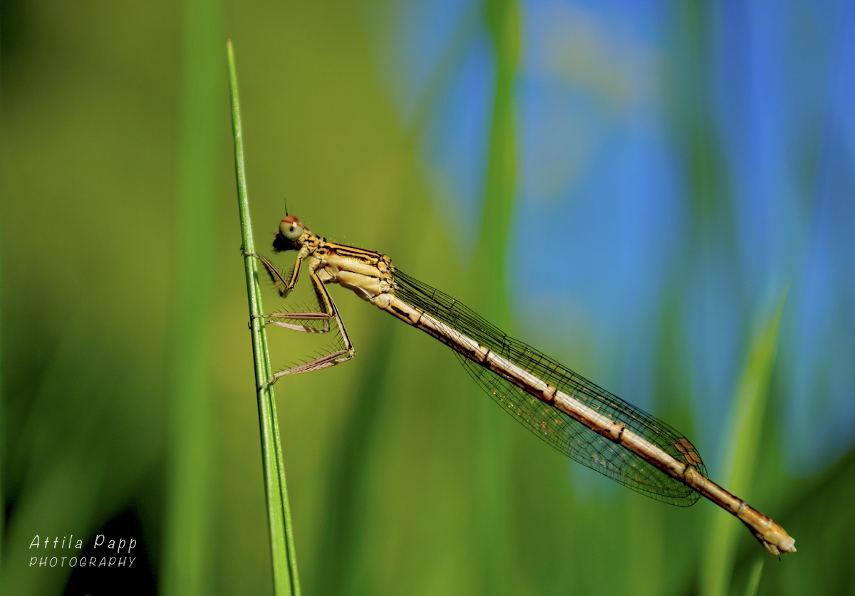 dragonfly in the grass