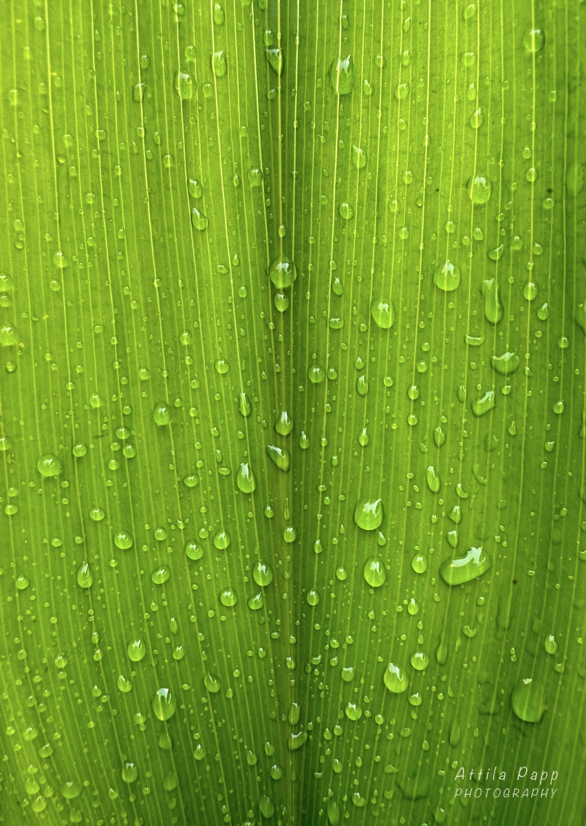 raindrops on the leaf