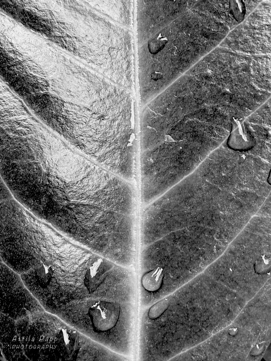leaf