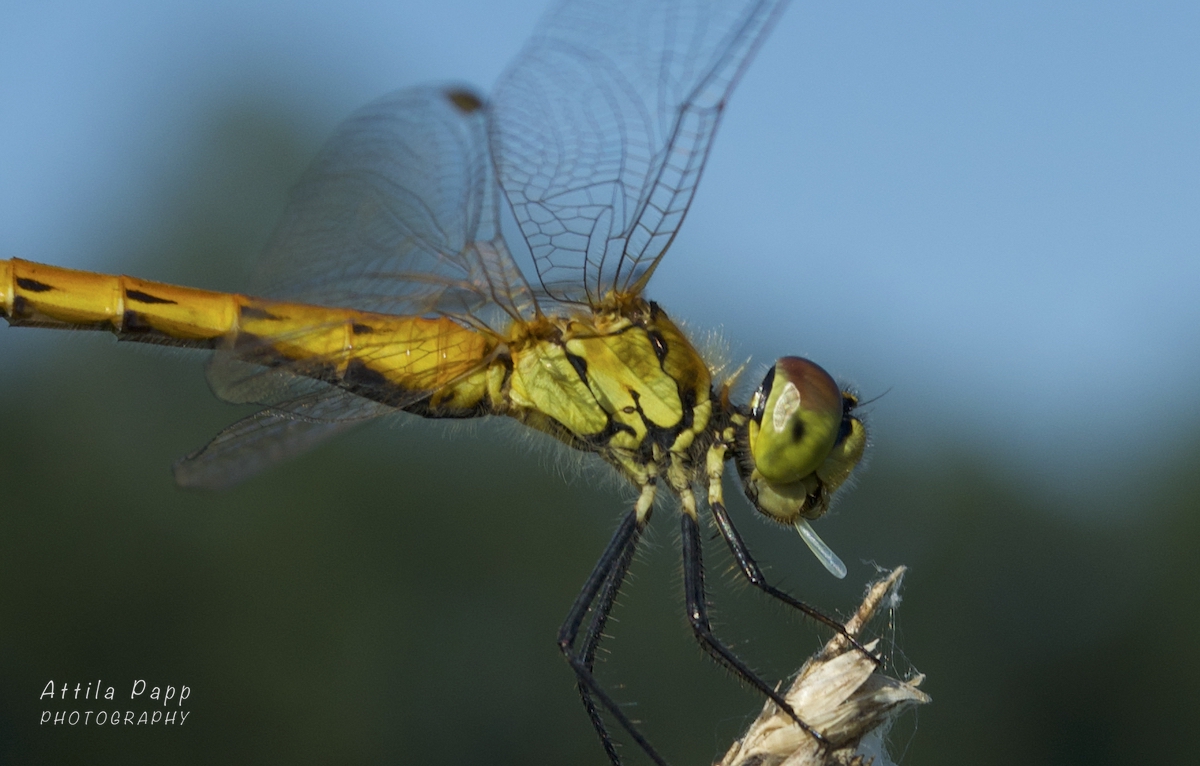dragonfly and its labium