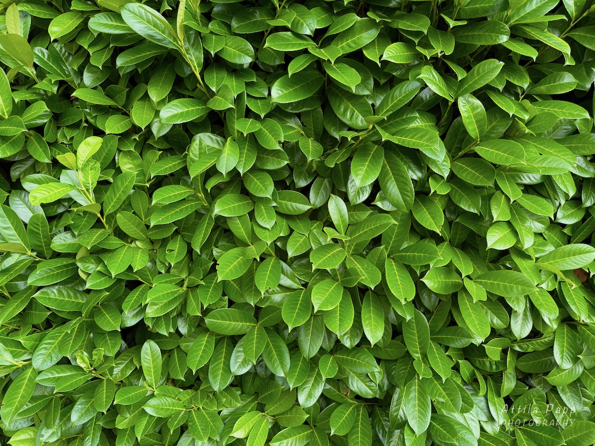 bush leaves