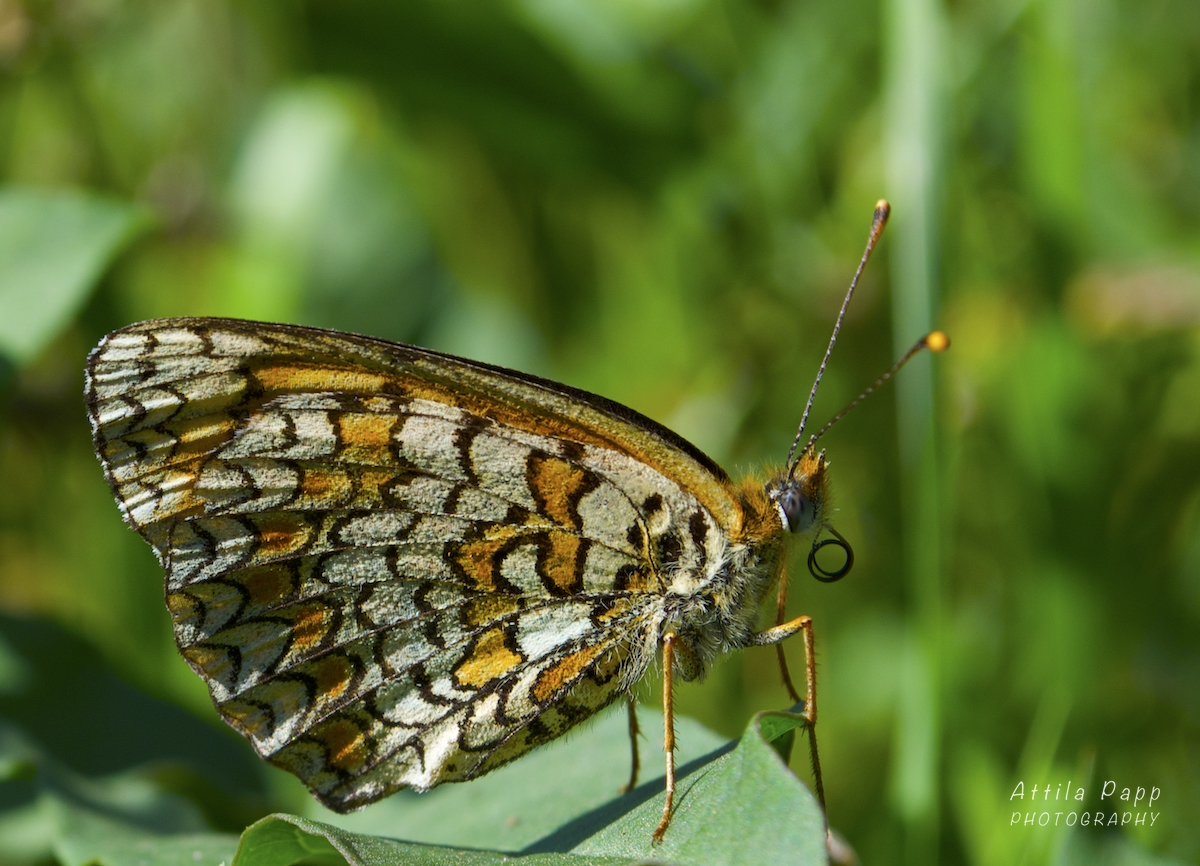 butterfly and its proboscis
